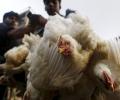 Avian flu? 4 lakh chicken die in Andhra district