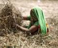 India's agri output shrinks 1st time in 5 years