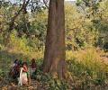 Green laws to the wind! Industry will soon be able to fell trees without tribal consent