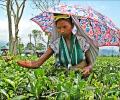 Woes aplenty for Darjeeling tea exporters