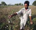 India 'not scared' if Monsanto leaves, as GM cotton row escalates