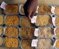 Why are pulses getting so expensive?