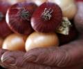 Onion output to hit record high of 203 lakh tonnes in 2015-16
