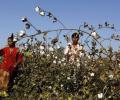 Monsanto threatens to re-evaluate India biz over Bt cotton row