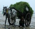 Monsoon may finally start withdrawing in next three days, says IMD