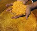 Tur dal price on rise yet again