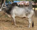 Why Nagori bull calves are suddenly so precious