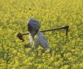 Why Punjab farmers are a happy lot today