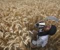 Impact of untimely rain on wheat crop marginal