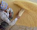 India considers reinstating 25% wheat import tax