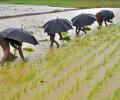 Centre backed out of minimum income scheme for all farmers