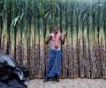 Will new Maha govt sweeten the lives of sugarcane growers?