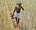 Break in rains a threat to kharif yield, rabi sowing