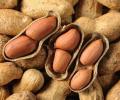 Bumper groundnut crop triggers price crash