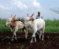 Climate change may cut farm income by 20-25%: Survey