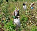 Pink bollworm likely to hit cotton sowing in Gujarat