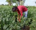 Govt makes crop insurance scheme voluntary for farmers