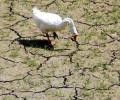 Scorching summer may hit water supply and fodder