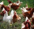 Bird flu outbreak reported in four states now