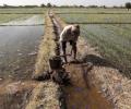 India's agriculture growth dips in Q1 as heatwave stings crop output