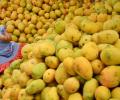 Lockdown, labour exodus dampen mango trade in Maharashtra, Gujarat