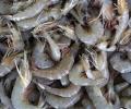 Shrimp exporters hit by fresh US sanctions