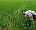 PM releases Rs 20,946 cr for farmers under PM-KISAN