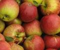 Govt seeks to allay concern over 'retaliatory' duty cut on US apples