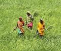 Even under new series, farm growth in UPA era better than 4 years of NDA