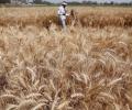 US hopes India would 'reconsider' its decision to ban wheat exports