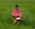 Rains to hit paddy yield in north India