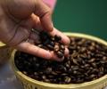 Coffee prices up 10.1%; trend likely to continue