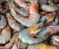 Why US FDA is cracking down on India's shrimp shipments