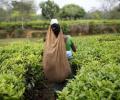 A mega tea seller to invade India's kitchens soon