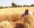 'Climate change could push up cereal prices by 29%'