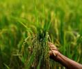 Crop protection companies to reap bumper Q2 harvest