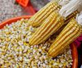 Despite all efforts, farmers are still not interested in growing maize