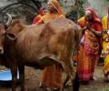 From Mata to Menace: How the holy cow may end up 'eating' votes