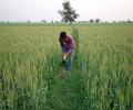 Winter rain won't cause large-scale damage to most rabi crops