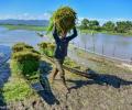 Monsoon surge in August may lead to crop damage