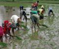 Paddy sowing up 13% to 4.53 lakh hectare