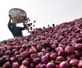 Maha farmer urges PM to ensure MSP, kills self over onion price crash