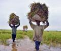 Govt hikes paddy MSP by Rs 53/qtl for 2020-21