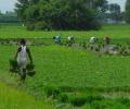 India needs Green Revolution 2.0 to make agri more climate-resistant: RBI