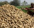 UP farmers feel the pinch as potato prices touch record highs