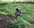 Agriculture grows at 3.4% in Q1 despite GDP contraction