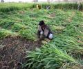 India's new agri laws can raise farm income; social safety net needed: IMF's Gopinath