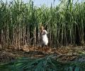 Sugarcane dues top Rs 21,000 cr in 2020-21 season with UP leading the way