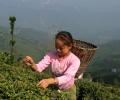 Crisis Brews In Darjeeling's Tea Gardens