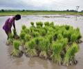 Falling paddy acreage sparks concerns